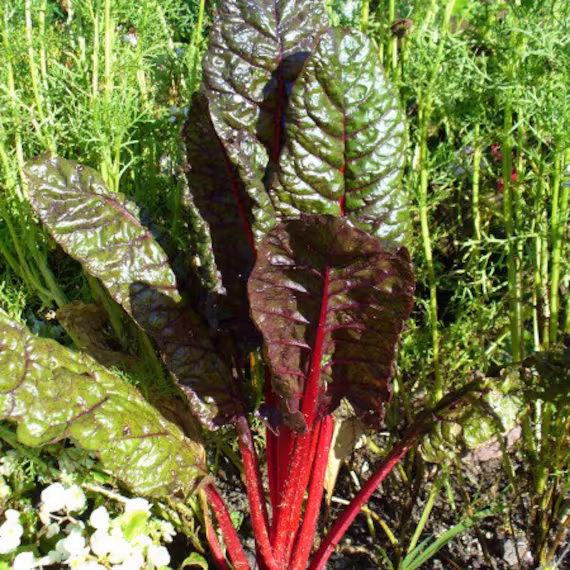 Chard Swiss Vulcan Seed 25