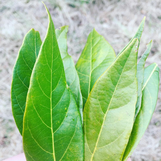 Bay Leave Handpicked Wild Chef Spice Herbs Fragrance Quality Baking