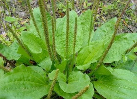 10Gr Free Mix Herbs, 50 Grams Dry Plantain, Plantaginis Majoris Folium, Bulk Herb, Tea & Natural Medicine, Rhodope Mountains