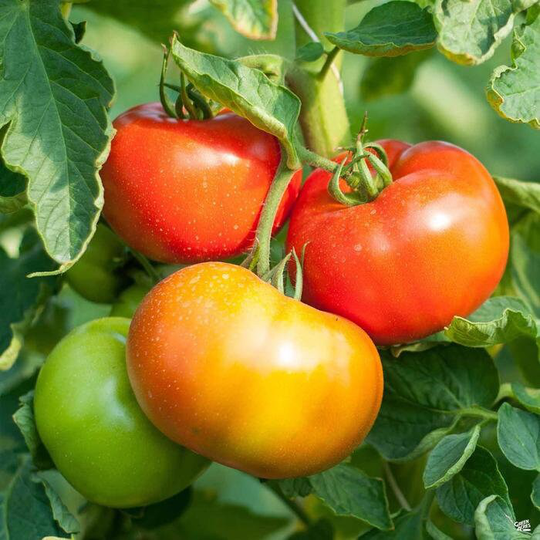 Mortgage Lifter Heirloom Tomato Seeds, Indeterminate Plant, Beefsteak Tomato, Savory & Sweet Tasting Easy To Grow, Fresh Vegetable
