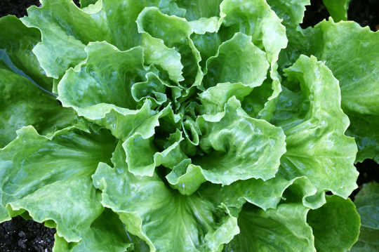 Organic Batavian Endive Seeds, Broadleaf Endive, Broad Leaved Escarole, 900 Seeds // Organic, Heirloom, Non Gmo, Chicorium Endiva