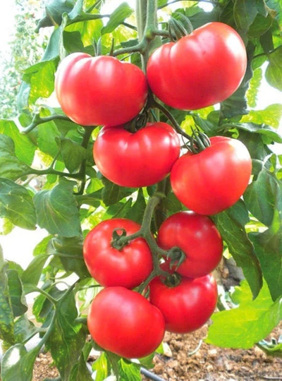 Heirloom Beefsteak Tomato Seeds | Non - Gmo