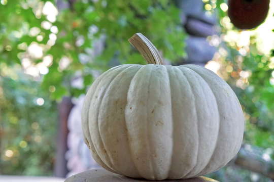 Usa Seller White Queen Pumpkin 15 Seeds Heirloom | Cucurbita