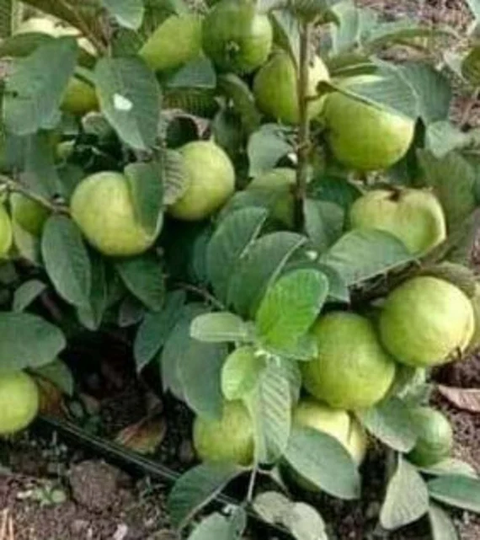Apple Guava Seeds. Tropical Fruit Seeds From Sri Lanka