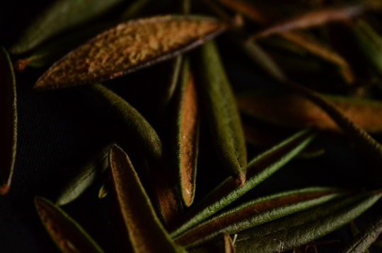 Handpicked Labrador Tea, Boreal Forest Muskego Leaves, Tree Replanting Project, Sustainable Harvest, Nature Medicine, Marsh Herb