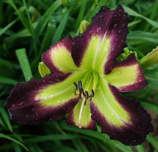 Daylily Seeds | Money Maker Flower Perennial Ready To Grow Rare Flowers