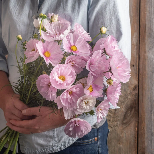 30 Cosmos Cupcakes Blush Seeds