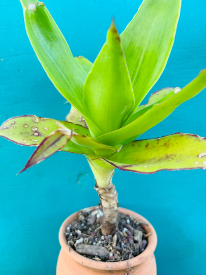 Live Rooted Callisia Fragrans Get 2 Free Succulents