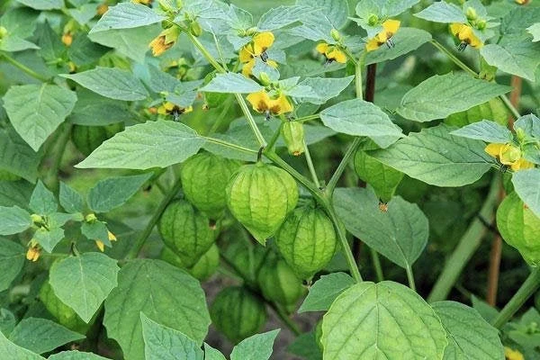 Physalis Philadelphica | Pineapple Tomatillo 10 Seeds