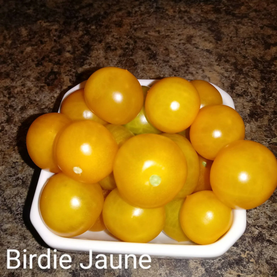 Birdie Jaune Micro Dwarf Tomato Seeds