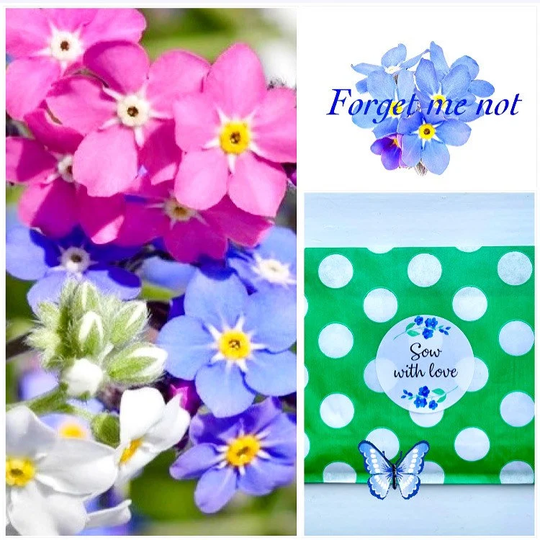 Forget Me Not Seeds | Myosotis Alpestris