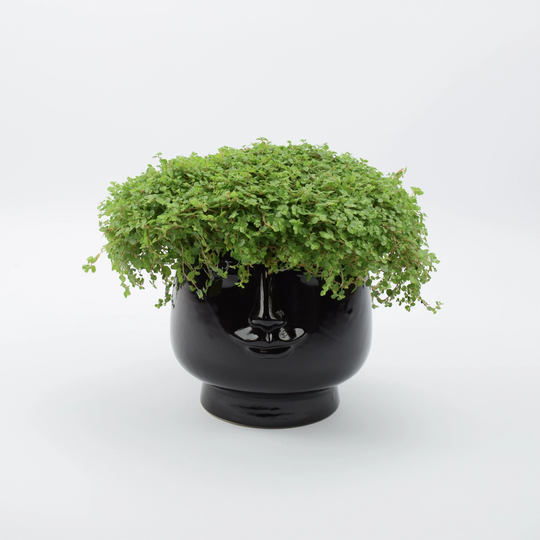Soleirolia in Black Face Ceramic
