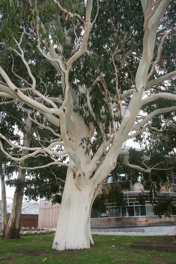 Eucalyptus Dalrympleana 50 Seeds, Mountain White Gum