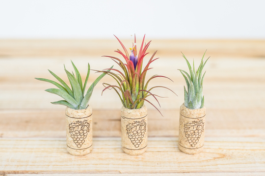Sale Pack - 3 Or 5 Wine Cork Magnets With Ionantha Air Plants 30 Day Plant Guarantee Tillandsia Holder Fast Shipping