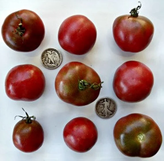 Brandywine Black | Weaver's - 40 Hand Picked Seeds