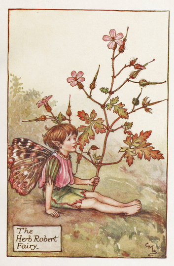 Flower Fairies The Herb Robert Fairy Vintage Print C1930 By Cicely Mary Barker