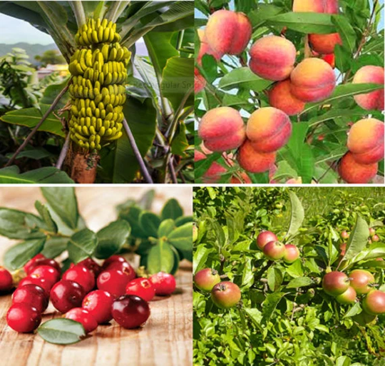 16 X Mixed Fruit Tree Seeds. | 4 Seeds From 4 Varieties
