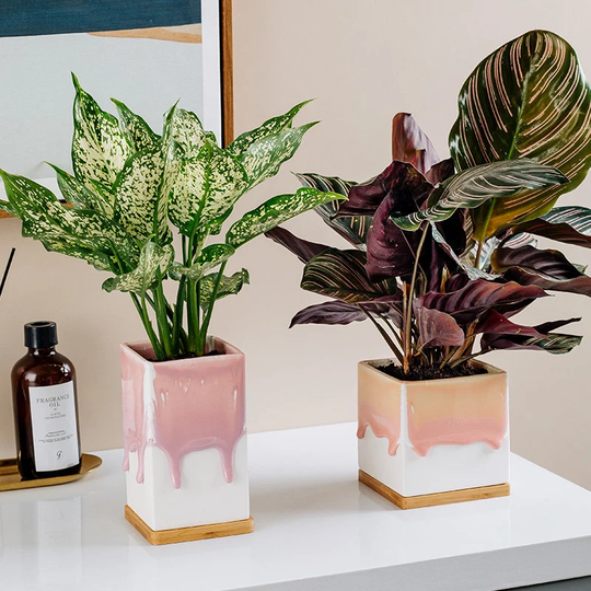 Limited Edition Squared Drippy Planter