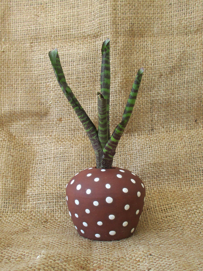 Pottery Vase Chocolate Brown With White Spots Perfect For Air Plants, Miniature Ceramic Flowers