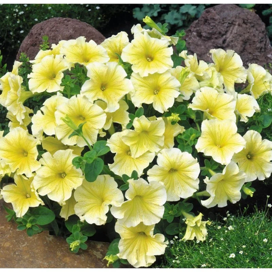 Petunia Dwarf Zhara F1 Seeds Annual Flowering Non Gmo For Planting | 201911