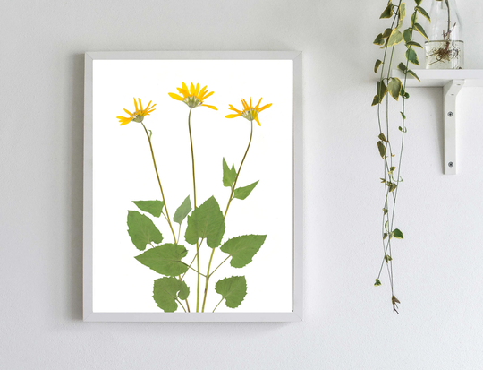 Arnica Print, Heartleaf Arnica, Medicinal Plant Wall Art, Healing Flower Wildflower Heart Leaf, Montana Art