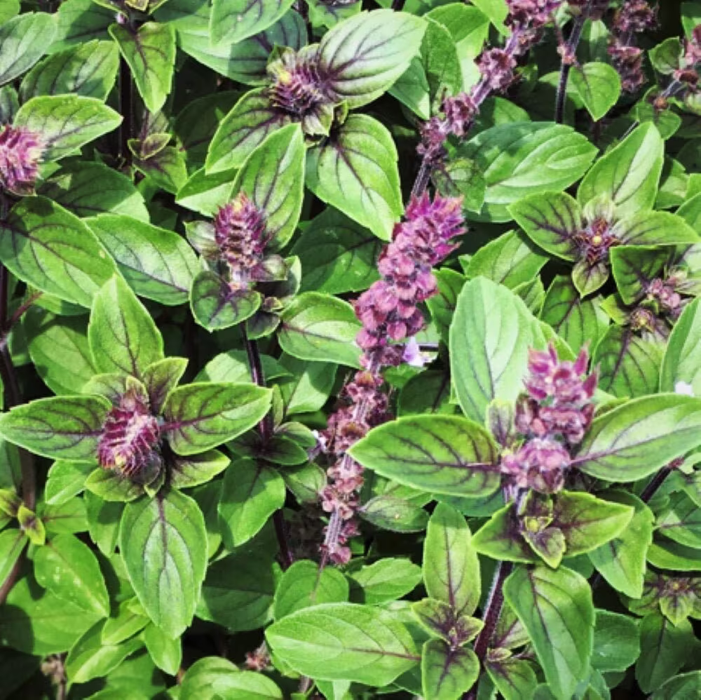 Persian Basil Seeds | Iranian Basil | Ocimum Basilicum Herb Garden Sabzi Thai Anise Licorice Mint Thyme Non Gmo Seed For 2023 Fast Shipping