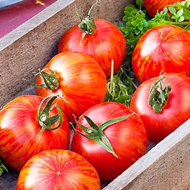Tomato Vernissage Red Seeds Open-Pollinating Non Gmo For Planting | 204441