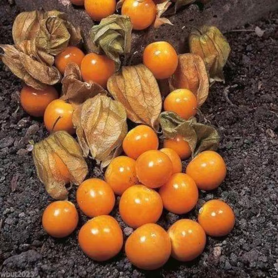 Cape Gooseberry Seeds