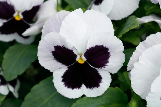Pansy Seeds Majestic Giant Ii White Blotch 50 Thru 500 Viola