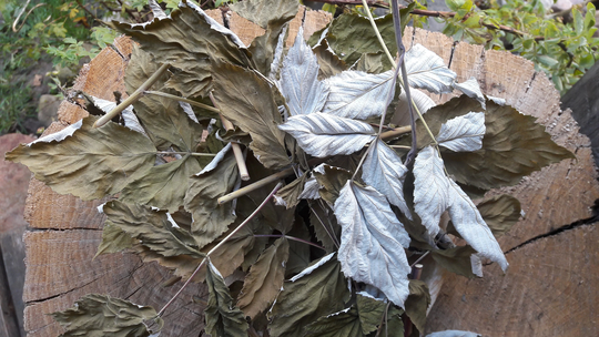 Dried Raspberry Leaves With Stems - Tea Organic Raw Herb