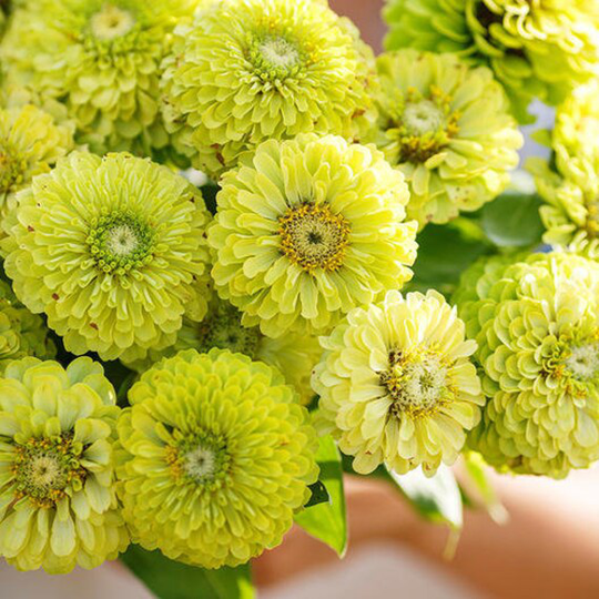 Usa Seller Envy Zinnia Seed 25 Seeds Heirloom Elegans