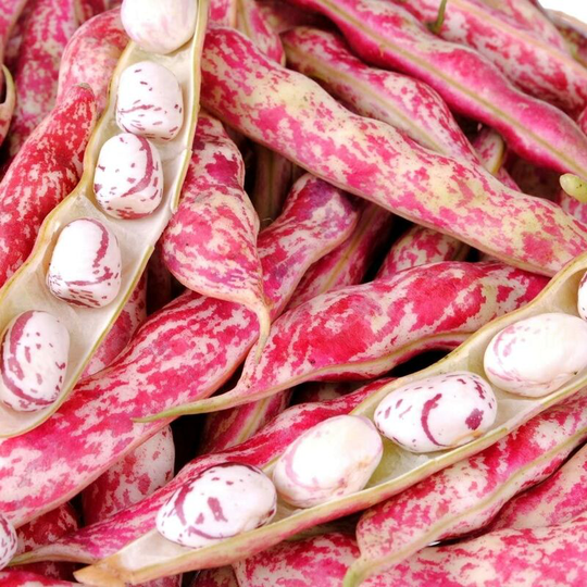 Vegetable Seeds, Golden Hook Beans - Borlotto Lingua Di Fuoco, 50 grams per bag of seeds.