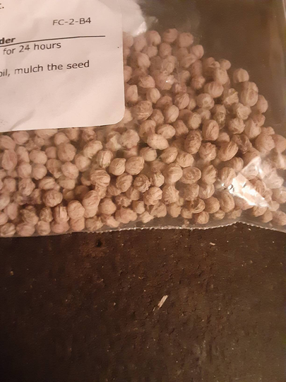 Pale Dogwood Tree Seeds. | Swamp Dogwood
