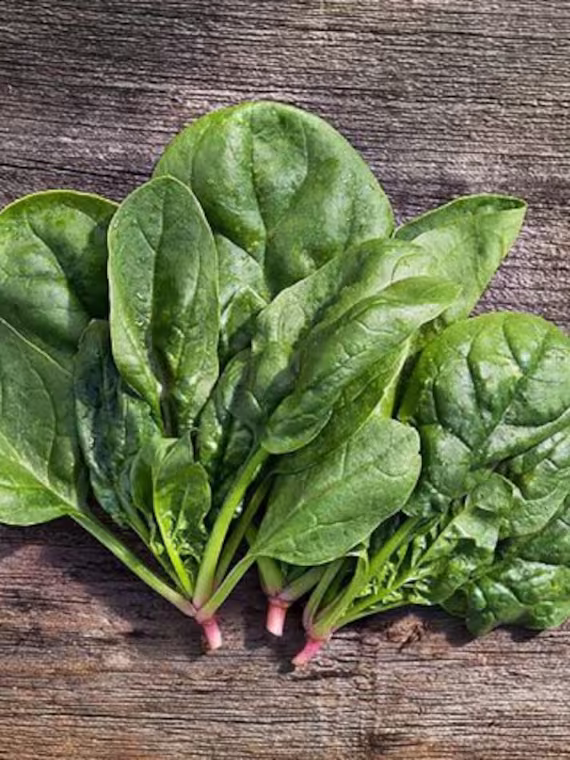 Rare Original Vegetable Seeds Spinach "Matador