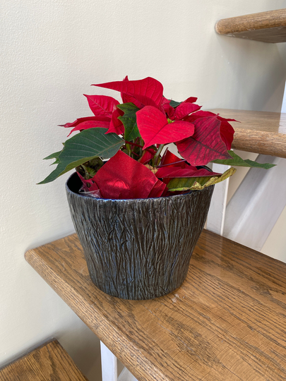 Original Handmade Ceramic Houseplant Cache Pot With Hand Carved Texture