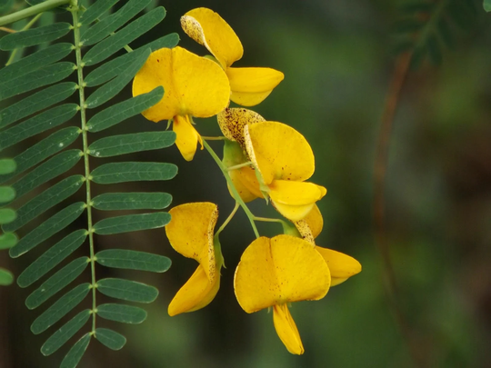 10 Sesbania Bispinosa Seeds. Prickly Seban Seeds