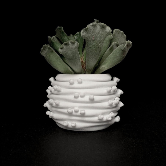 Echeveria Hb | Planter With Drainage Holes