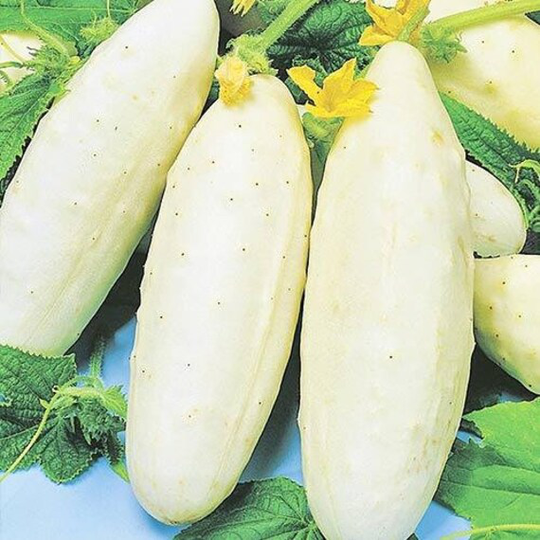 Cucumber Seeds White Delicatess