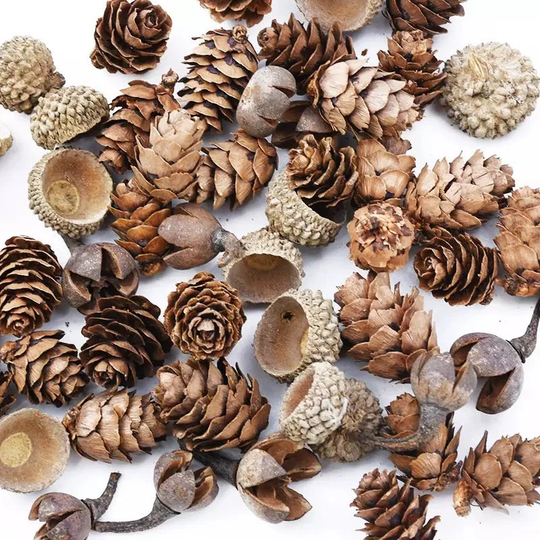 60 Pack Dried Seed Pods For Diy Decorations - Craft Supply Christmas Decor Floristry