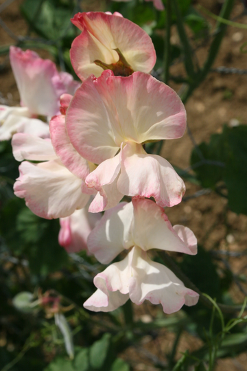 Sweet Pea Mollie Railstone 15 Seeds Cream Ground Picotee Tall Fragrant Sweet Pea