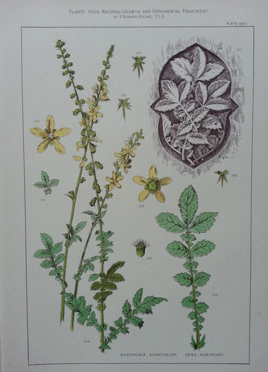 Botanical Print Herb Agrimony 1874 F Edward Hulme Original Antique Victorian Rare Flowers Plant