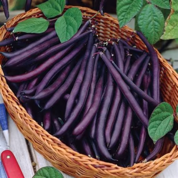 30 Royal Burgandy Bush Bean Seeds | Heirloom Organic Non Gmo, Purple Beans