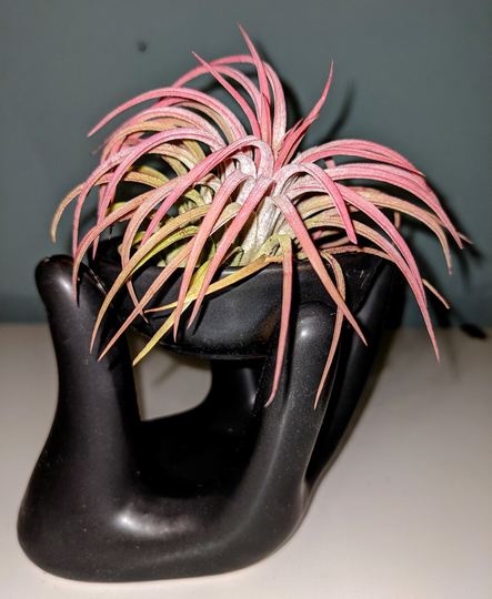 Air Plant Display Ceramic Hand in Black Including An Air Plant Of Your Choice