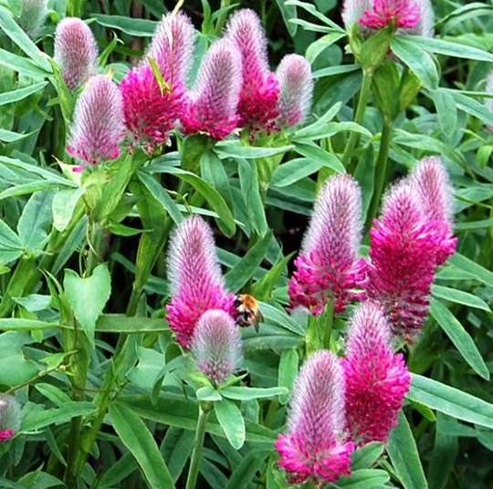 Flower Seeds Red Clover
