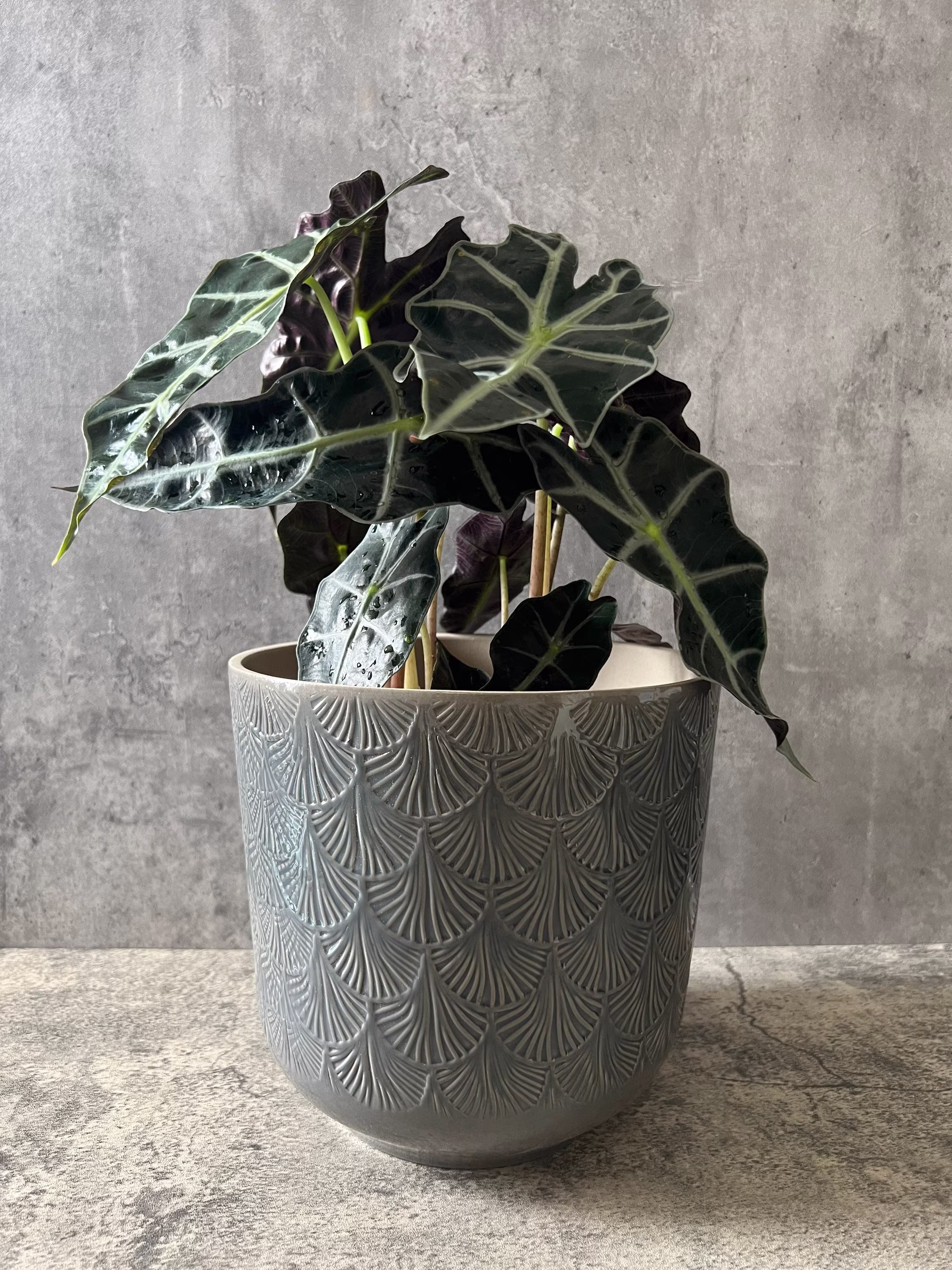 Delicate Gray Fan Ceramic Planter