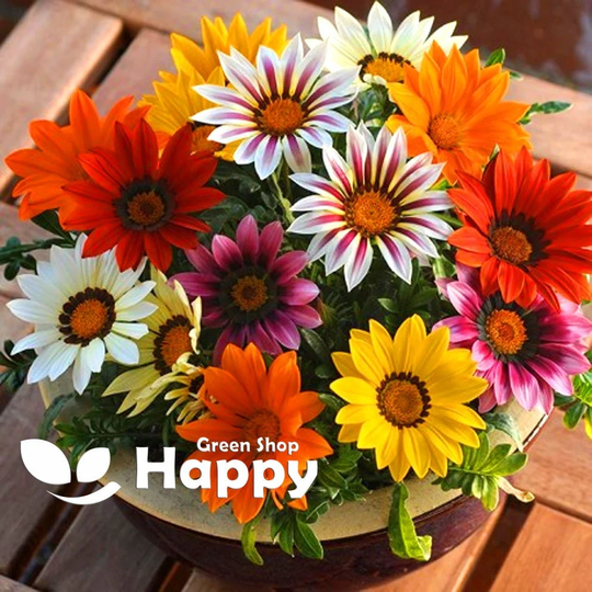 Gazania Promesa Mix - 5 Seeds Gazania Splenden Very Large Flowered Dwarf & Compact Strain