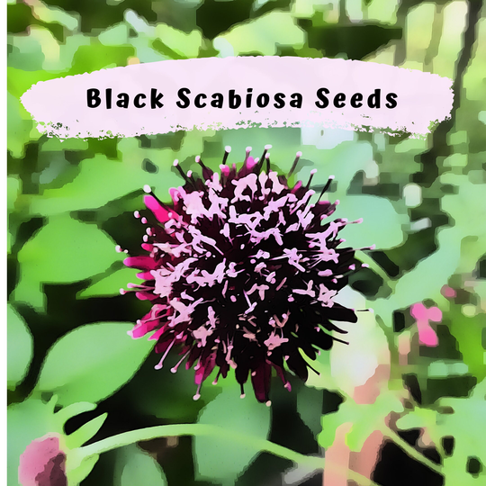 Sweet Scabiosa Gothic Black Flower Seeds