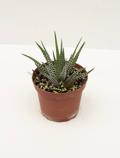 Zebra Haworthia 4