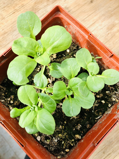 Mache Seeds, Organic Salad Greens Seeds