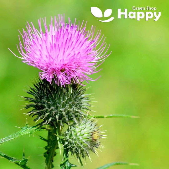 Milk Thistle - 30 Seeds Silybum Marianum Biennial Ornamental Herb Plant